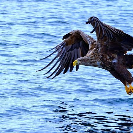 Eagle View Lofoten Bostad Exteriér fotografie