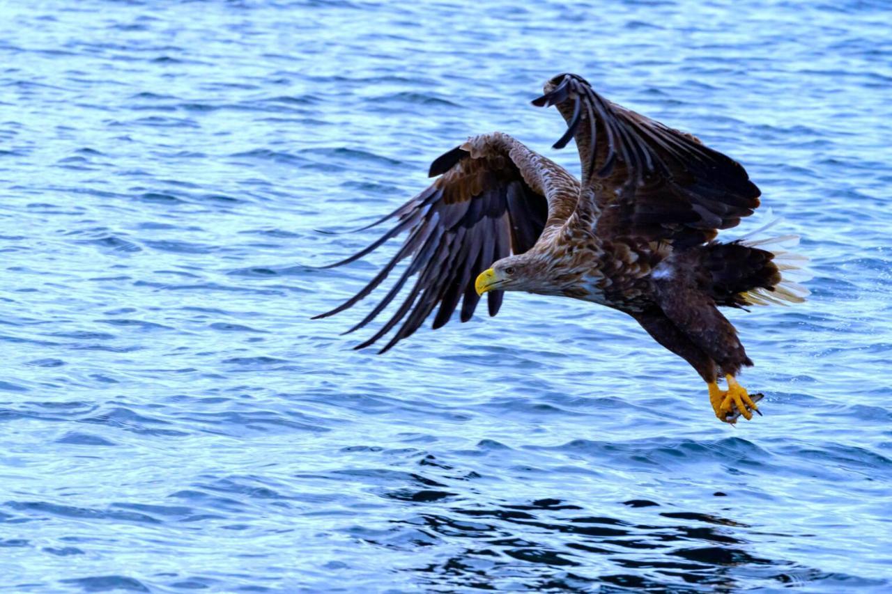 Eagle View Lofoten Bostad Exteriér fotografie